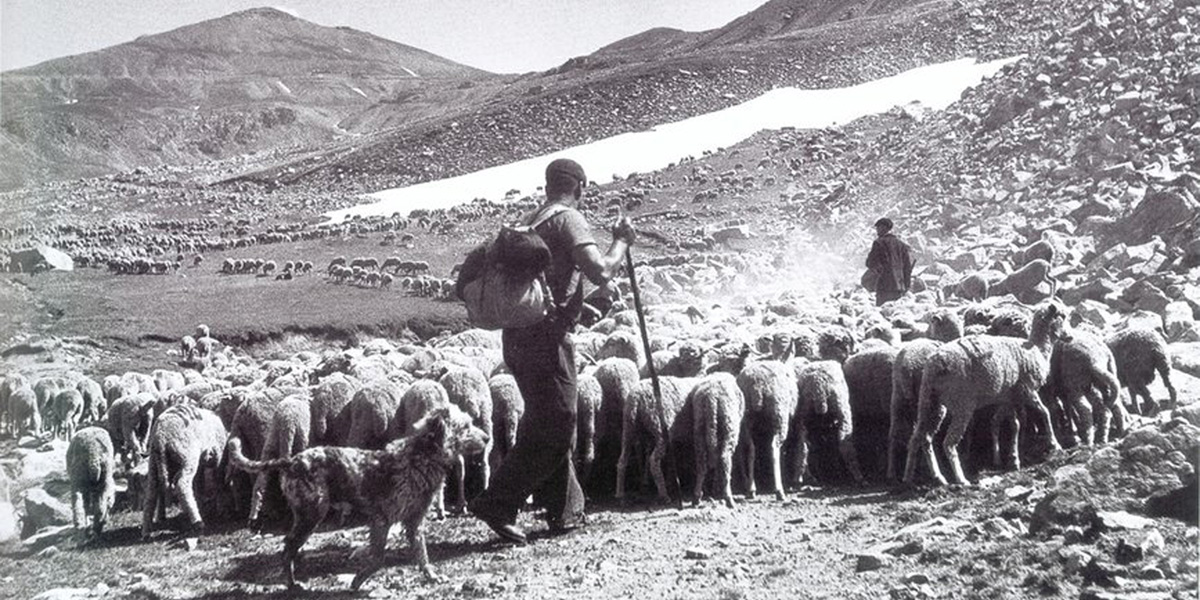 Transhumance 1